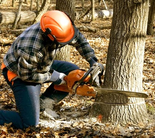 Tree Removal in West Greenwich, RI